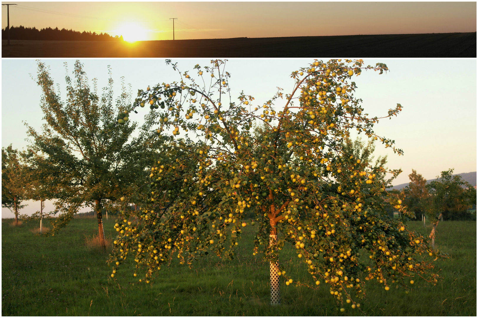 Apfelbaum im Licht der untergehenden Sonne