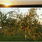 Apfelbaum im Licht der untergehenden Sonne