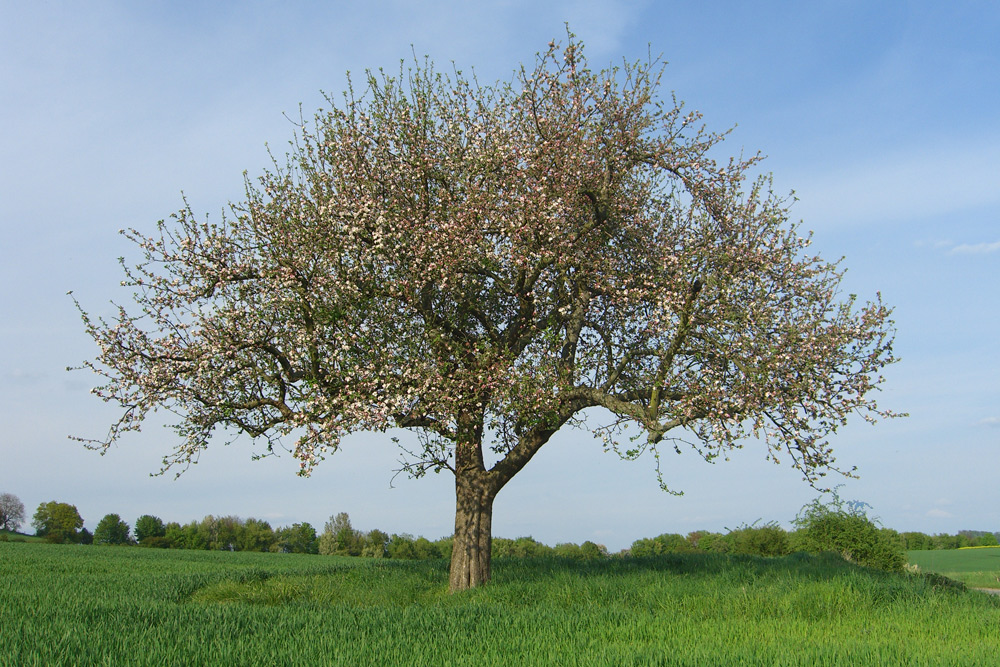 Apfelbaum im Mai