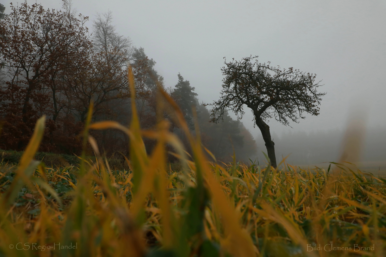 Apfelbaum im Nebel 