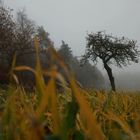 Apfelbaum im Nebel 