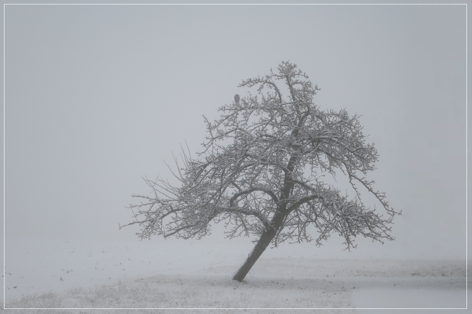 Apfelbaum im Nebel