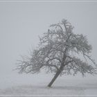 Apfelbaum im Nebel