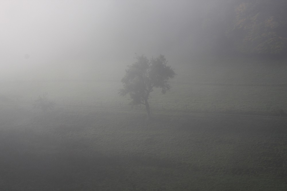 Apfelbaum im Nebel