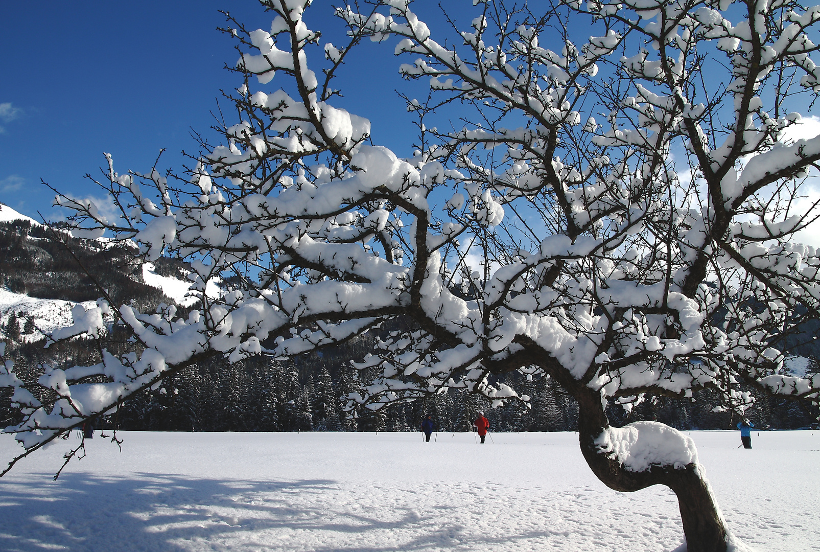 Apfelbaum im Neuschnee