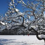 Apfelbaum im Neuschnee