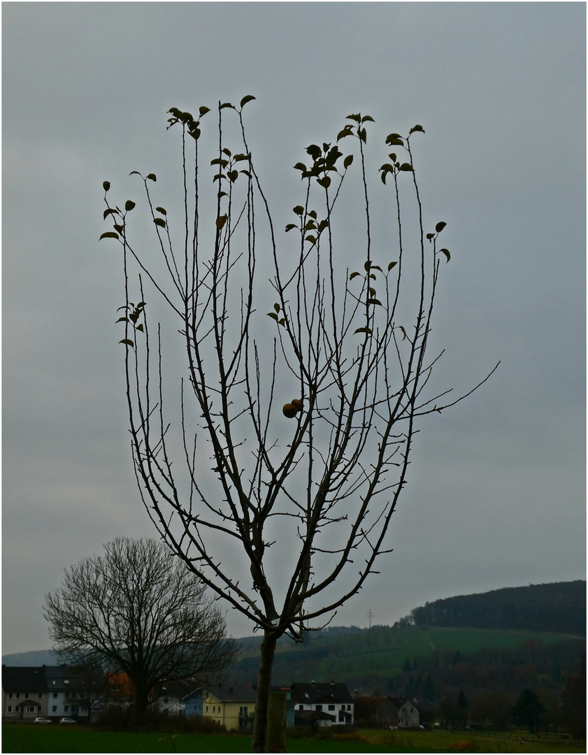 Apfelbaum im November Foto & Bild natur, pflanzen, bäume einzelbäume