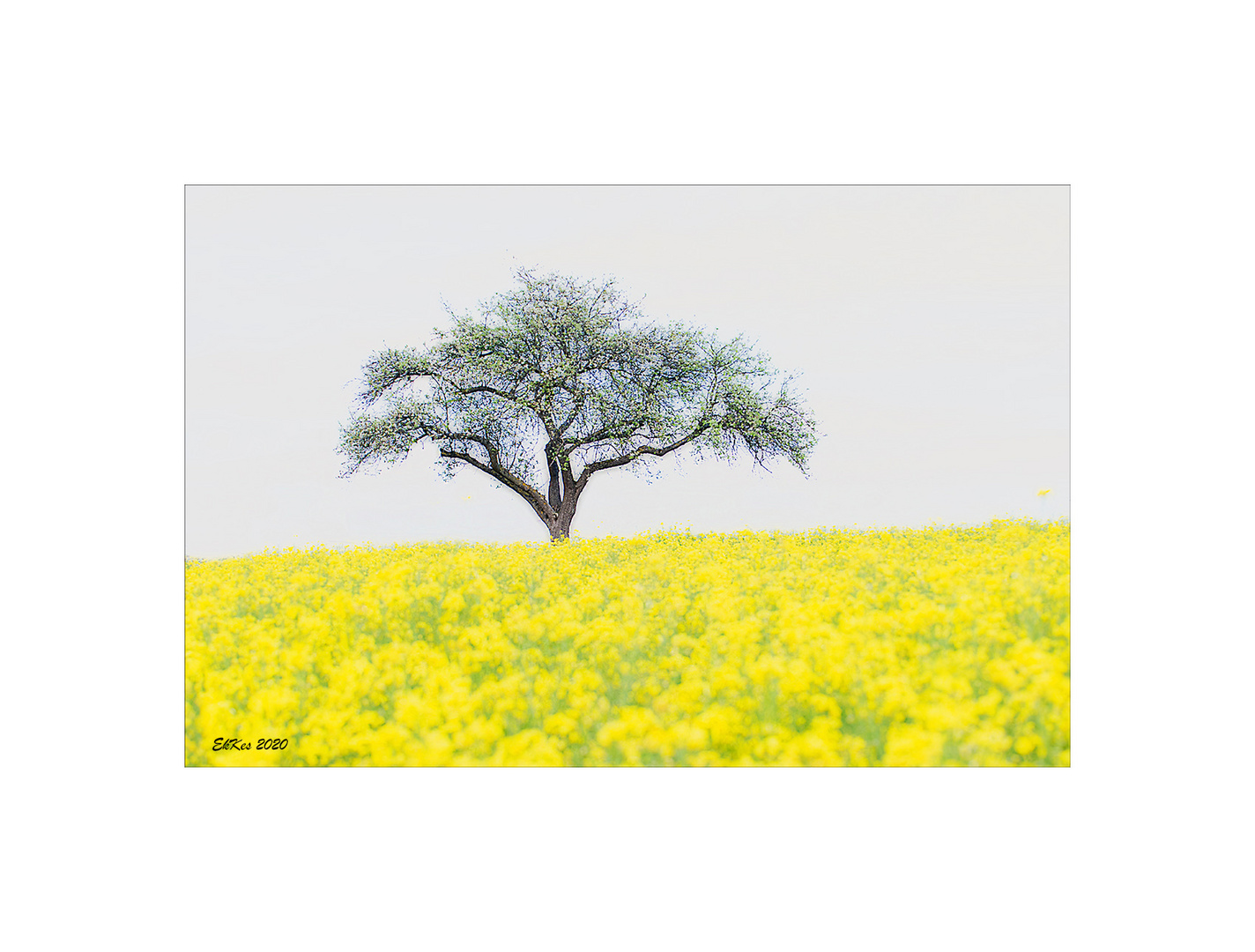 Apfelbaum im Rapsfeld