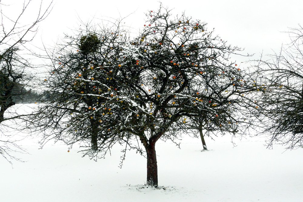 Apfelbaum im Schnee