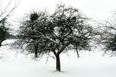 Apfelbaum im Schnee