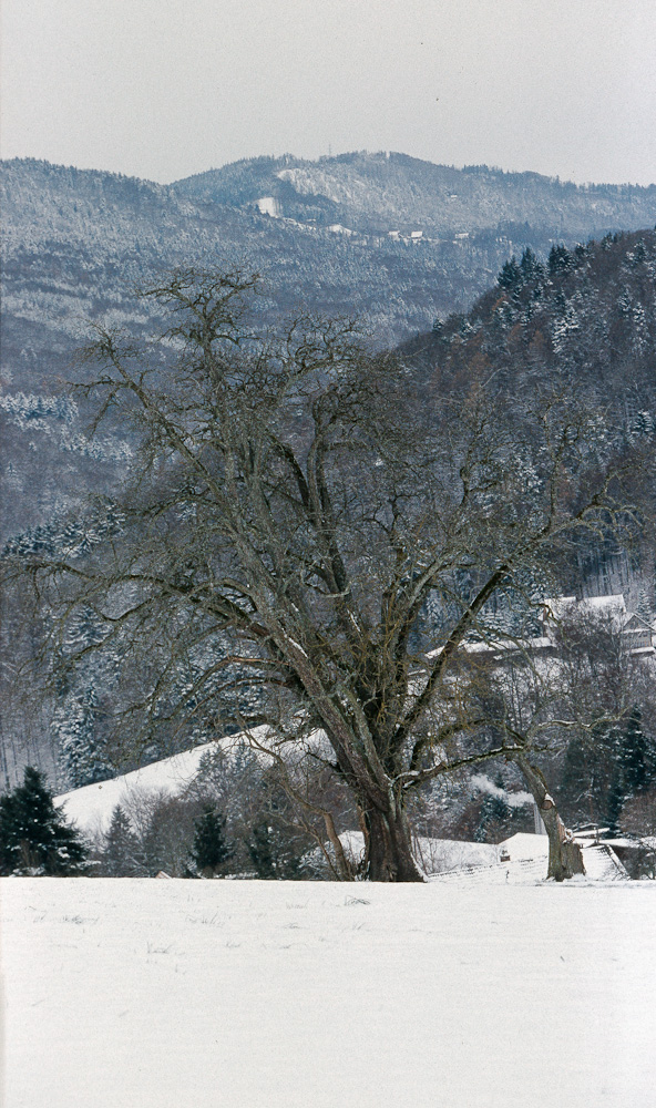 Apfelbaum im Schnee