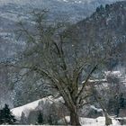 Apfelbaum im Schnee