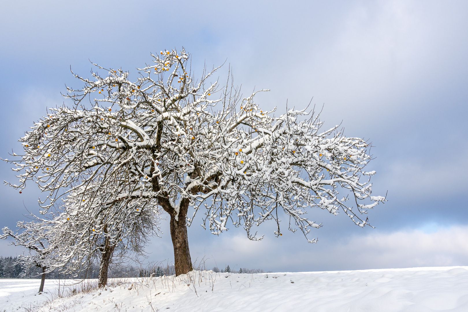 Apfelbaum im Schnee