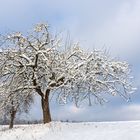 Apfelbaum im Schnee