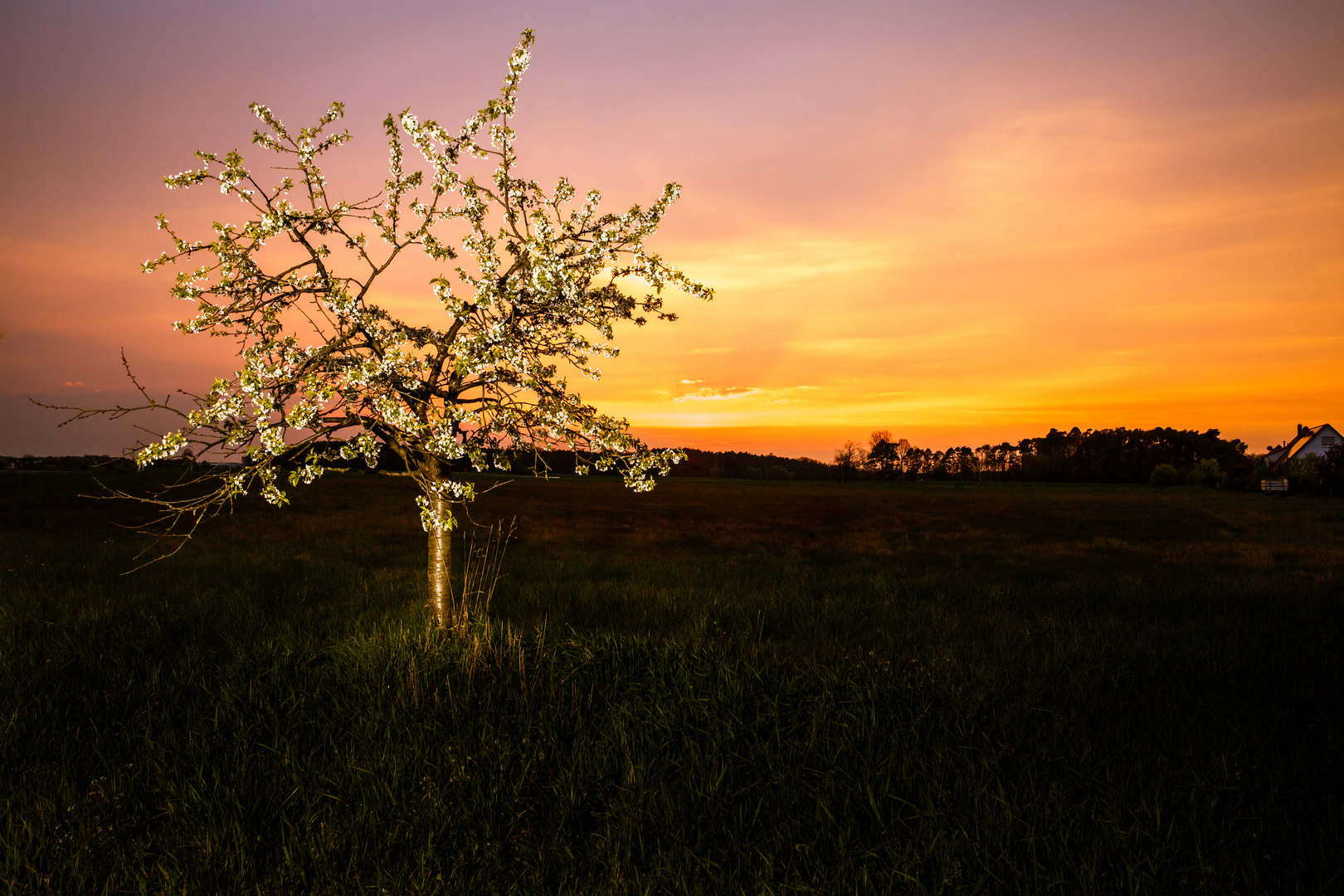 Apfelbaum im Sonnenuntergang