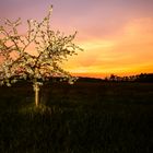 Apfelbaum im Sonnenuntergang