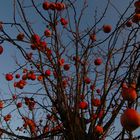 Apfelbaum im Spätherbst