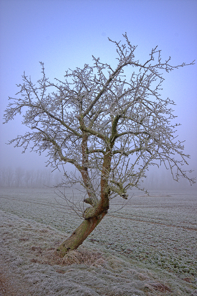 Apfelbaum im Urlaub