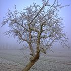 Apfelbaum im Urlaub