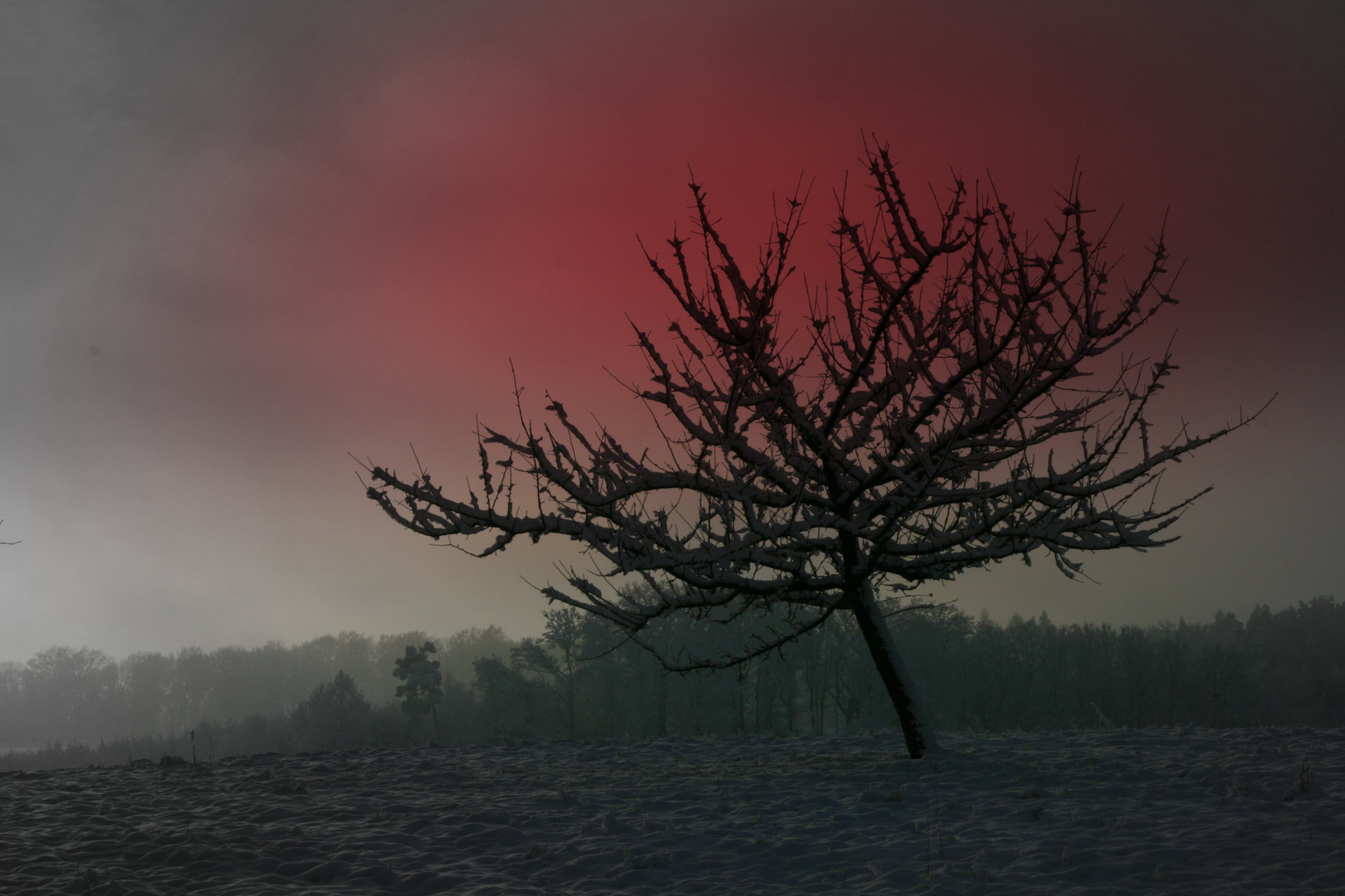 Apfelbaum im Winter