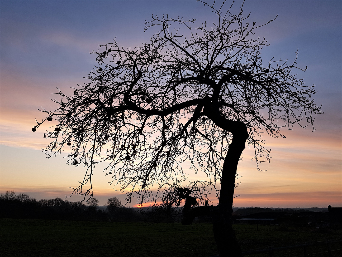 Apfelbaum im Winter