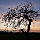 Apfelbaum im Winter