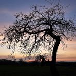 Apfelbaum im Winter