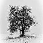 Apfelbaum im Winter