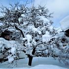 Apfelbaum im Winter