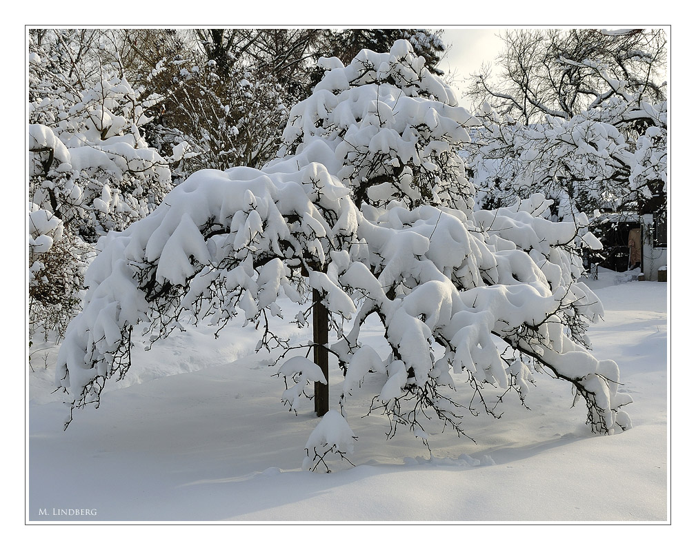 Apfelbaum im Winter