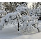 Apfelbaum im Winter