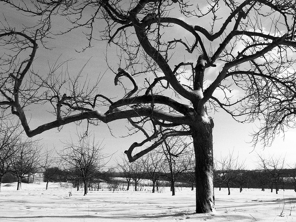 Apfelbaum im Winter