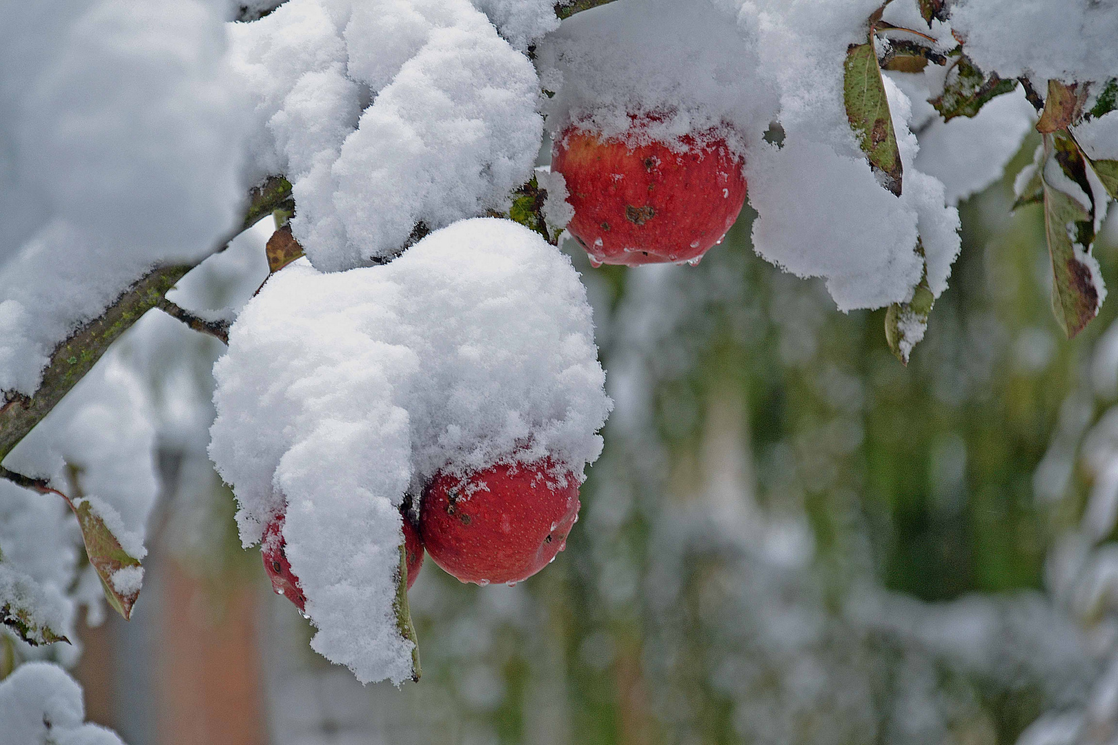 Apfelbaum im Winter