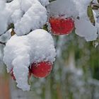 Apfelbaum im Winter