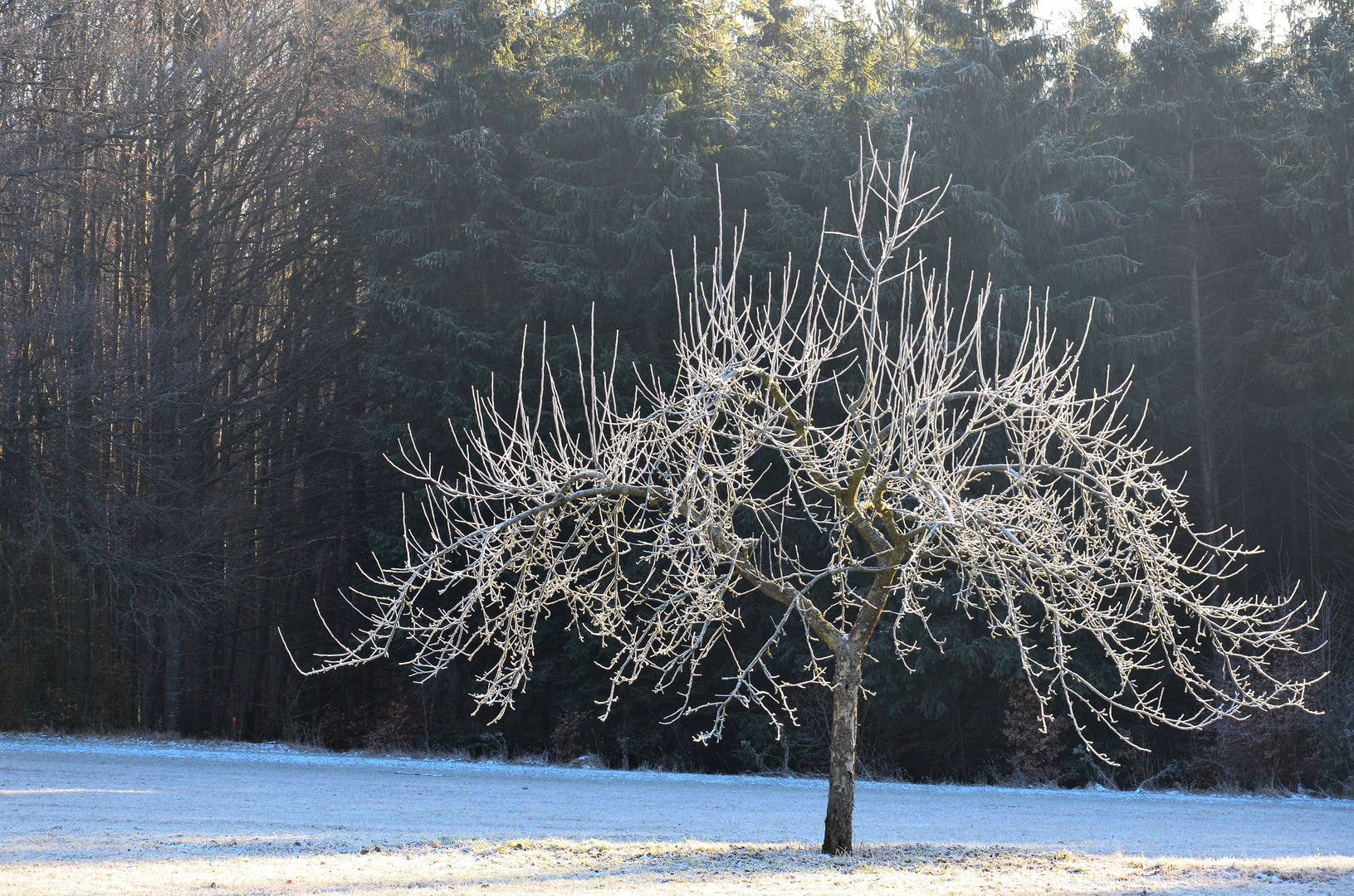 Apfelbaum im Winter