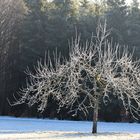 Apfelbaum im Winter