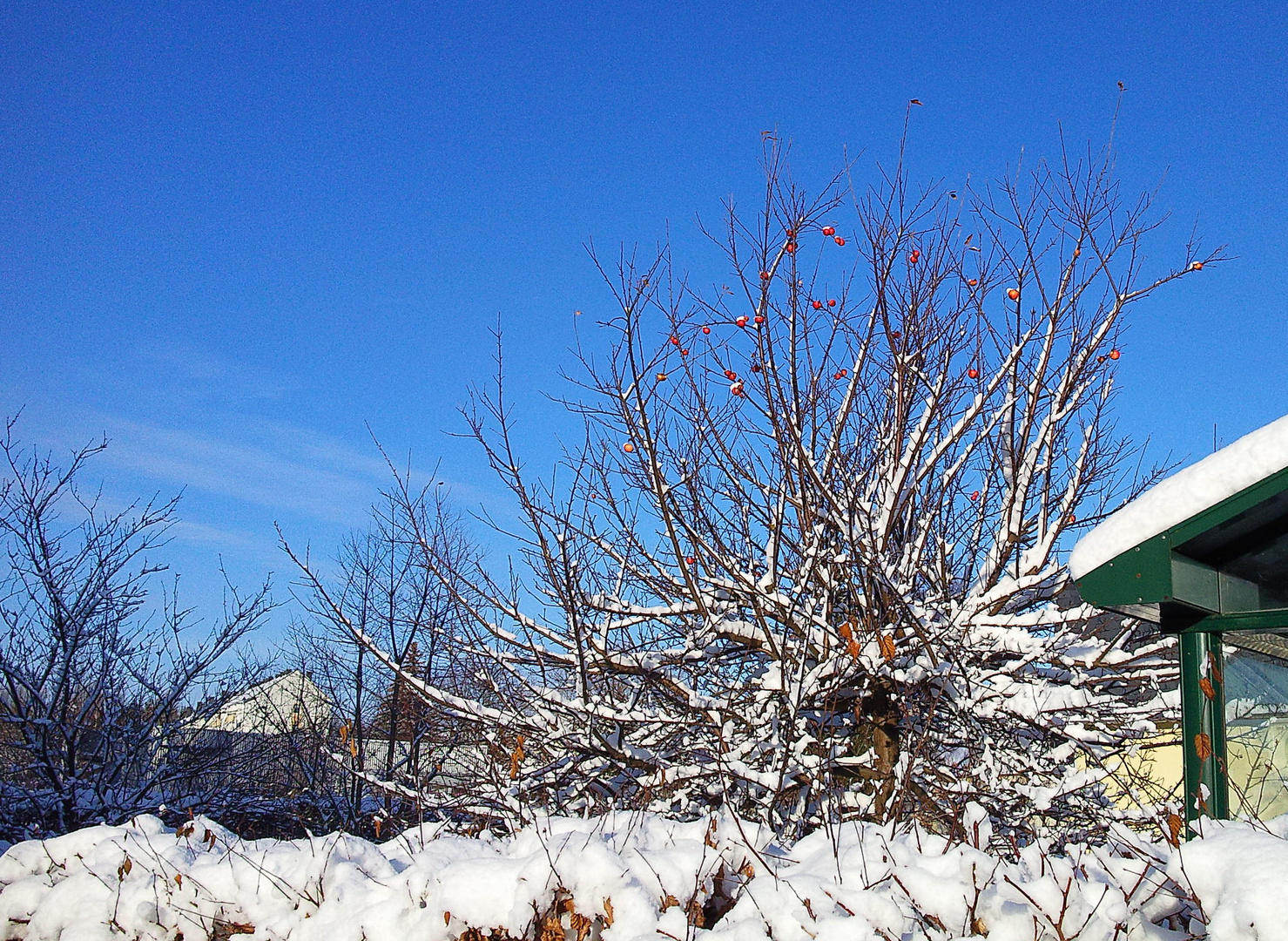 Apfelbaum im Winter