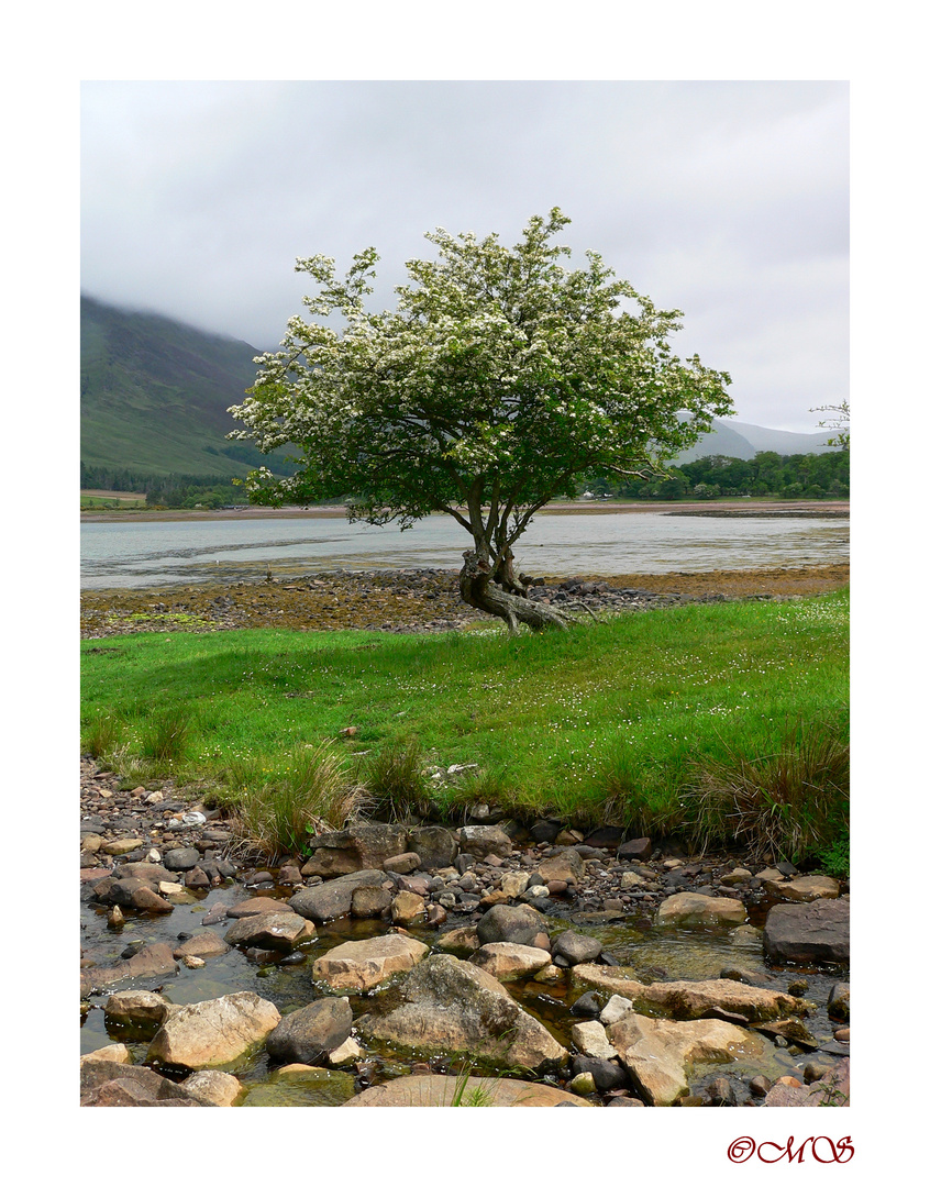 Apfelbaum in Applecross??