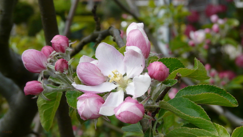 Apfelbaum in Blüte