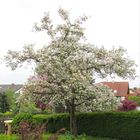 Apfelbaum in Blüte