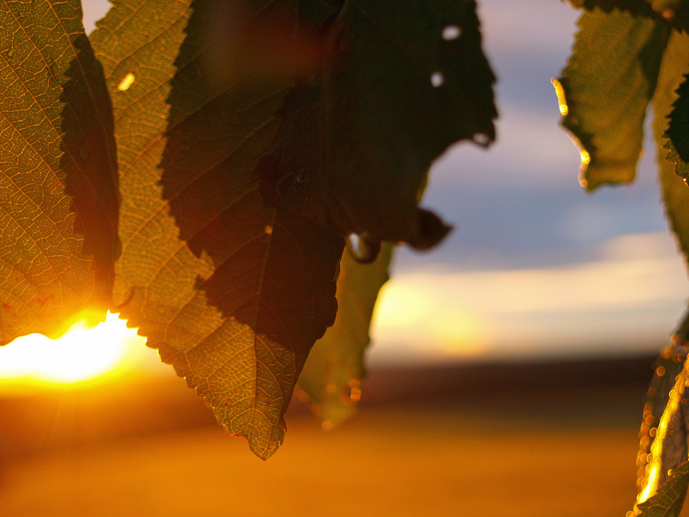 Apfelbaum in der Abendsonne