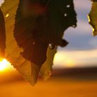 Apfelbaum in der Abendsonne