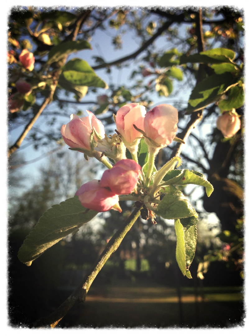 Apfelbaum in der Blüte