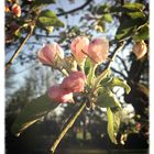 Apfelbaum in der Blüte