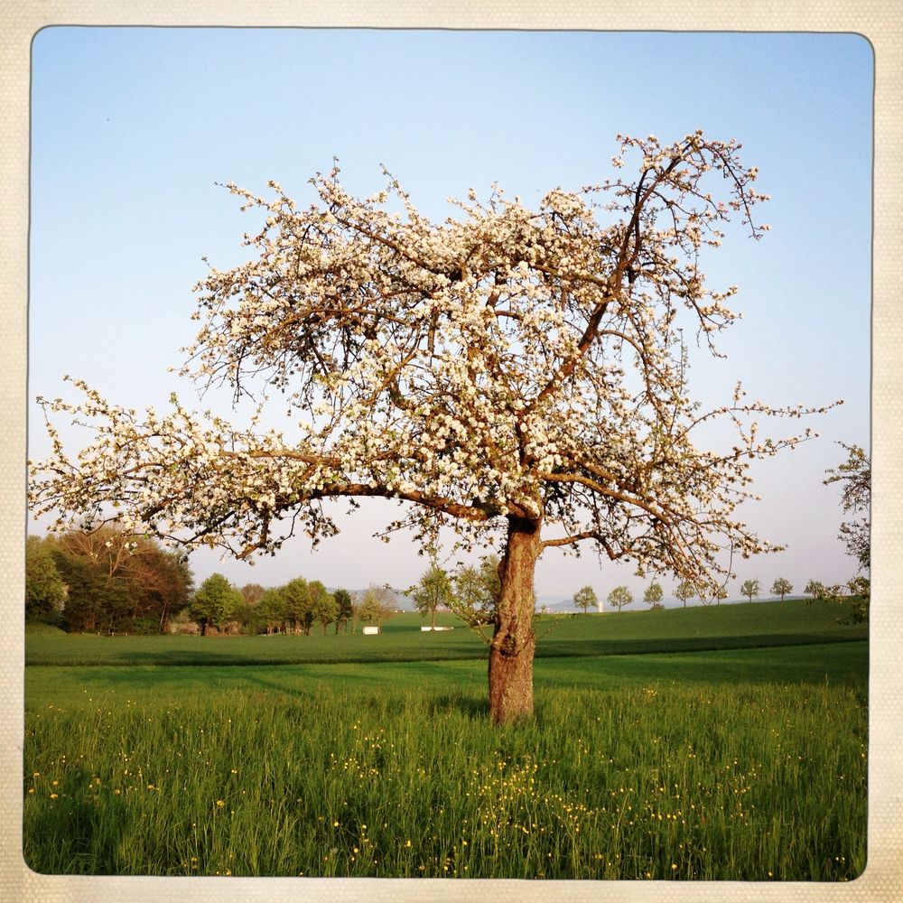 Apfelbaum in der Blüte