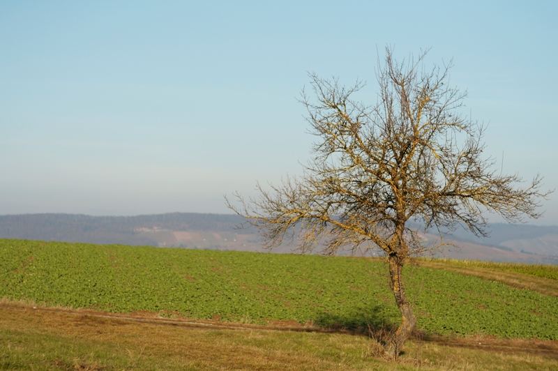 Apfelbaum in der Dezembersonne