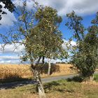 Apfelbaum in der Landschaft