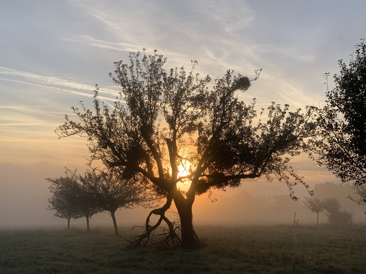 Apfelbaum in der MorgenSonne