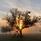 Apfelbaum in der MorgenSonne