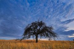 Apfelbaum in der Savanne...